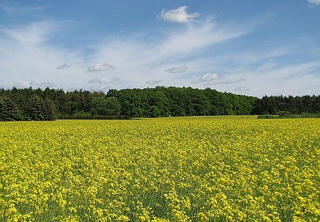 Rapeseed near Esch photo 59-Rapsfeld_SE_Esch_zps51f61670.jpg