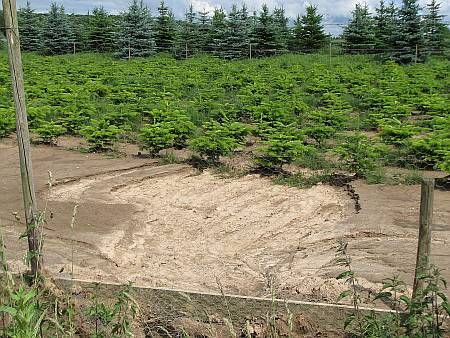 Soil Erosion Fritzdorf photo 63-Bodenerosion_Fichte_Fritzdorf_zps34bf57e9.jpg