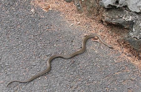 Smooth Snake Calvarienberg photo 76-Schlingnatter_Kloster_Calvarienberg_zpsyo9ir5cw.jpg