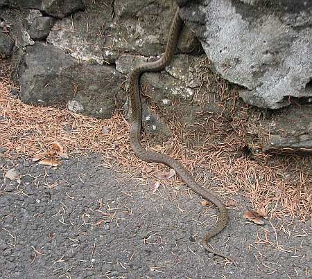 Smooth Snake Calvarienberg photo 77-Schlingnatter_Kloster_Calvarienberg_zpsqtqbkkng.jpg