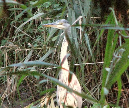 Heron Bergheim