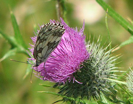 Butterfly near Blankenheim photo 12-Falter_NW_Blankenheim_zps738a1e09.jpg