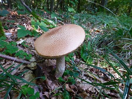 Fungus near Schmidtheim photo 30c-Rotkappe_nahe_Sonnenhof_zps6vix8vl8.jpg