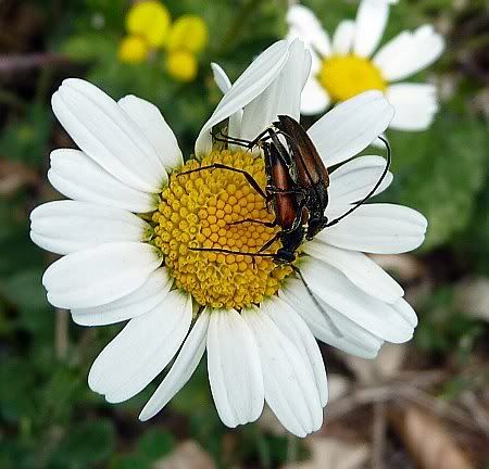 Beetle Margerite