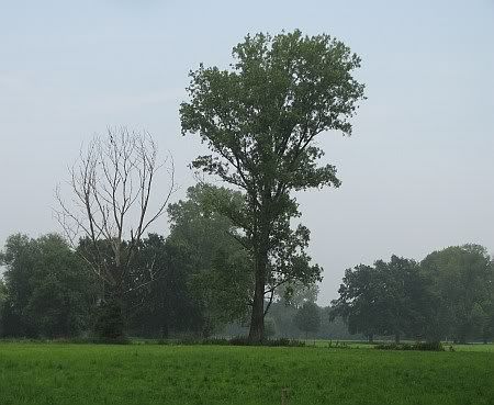 Siegaue bei Meindorf