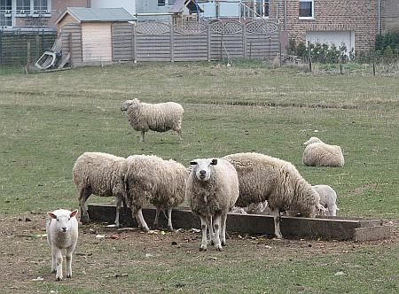 Sheeps Alfter photo 18-Schafe_Alfter_zps5a41df4a.jpg