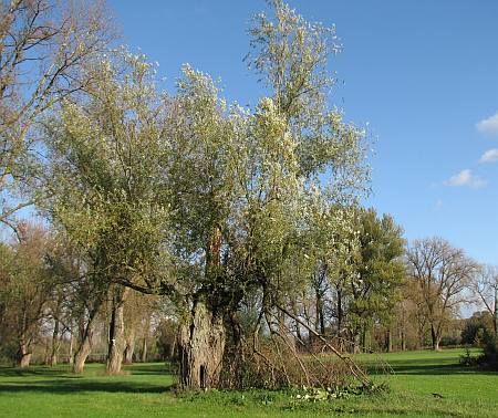 Poplar Siegaue