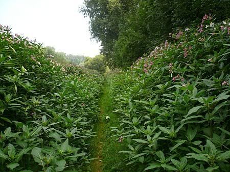 Springkrautweg Siegaue s&uuml;dwestlich Meindorf