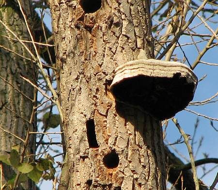 Poplar Siegaue