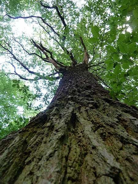 Oak near Hirnsberg