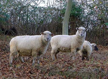 Sheeps Roisdorf