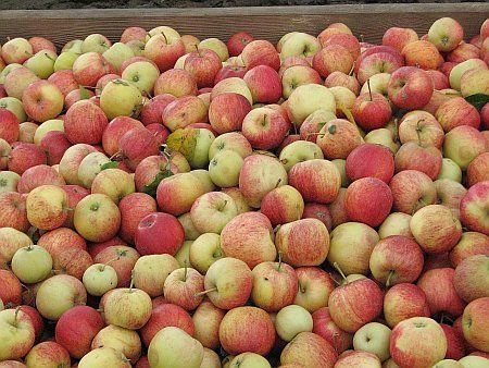 Apple Harvest near Meckenheim photo 05-Aepfel_NW_Meckenheim_zps8c73h0qf.jpg