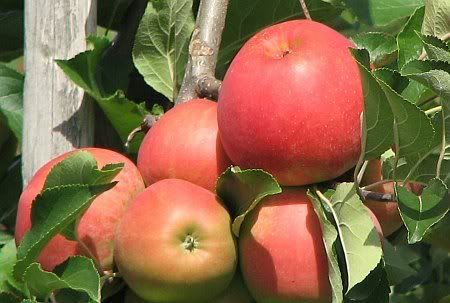 Apple Trees near Meckenheim