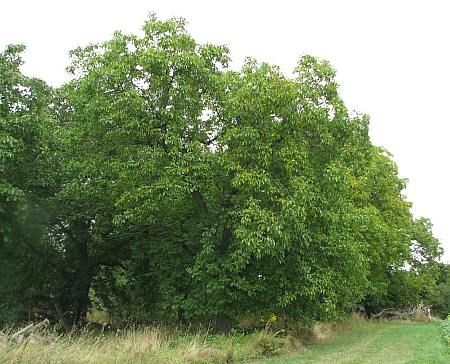 Walnut Trees near Meckenheim