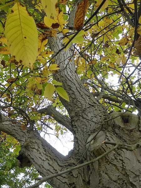 Wallnut Tree near Meckenheim photo 15e-Walnussbaum_NW_Meckenheim_zpsilyxafzs.jpg