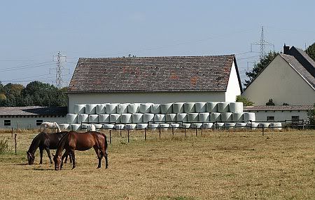 Horse Fram near Witterschlick