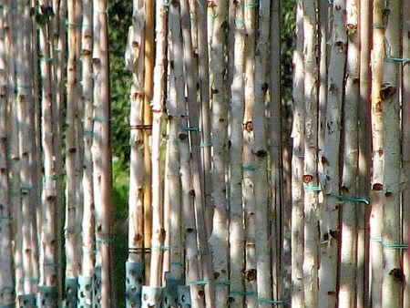 Birch Plantation Meckenheim