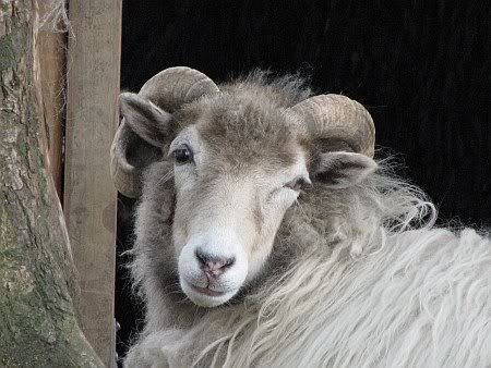 Berkum Stumpeberg Sheep