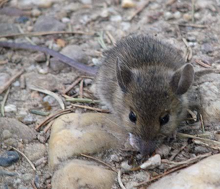 Mouse near Liessem