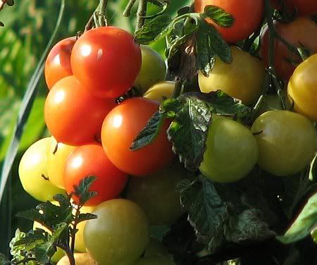 Tomatoes Botzdorf