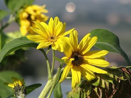 Sunflowers Botzdorf