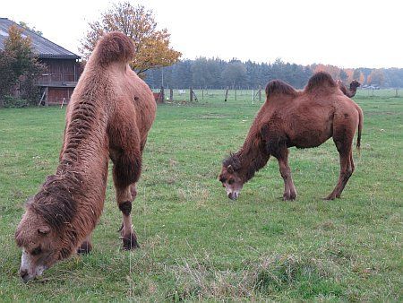 Bactrian Camels Hennesenberg photo 075-Trampeltiere_Hof_W_Hennesenberg_zpsqpdrrk60.jpg
