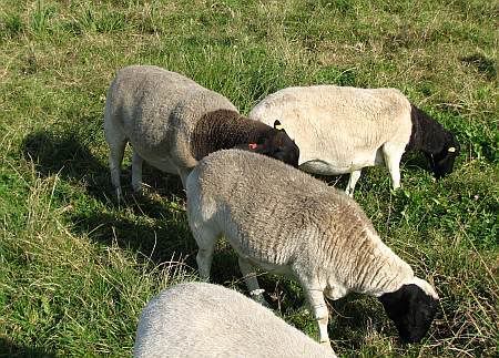 Sheeps near Brenig