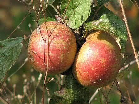 Apple Trees south of Botzdorf
