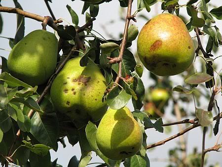 Pears south of Botzdorf
