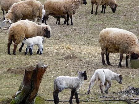 Sheeps Hemmerich