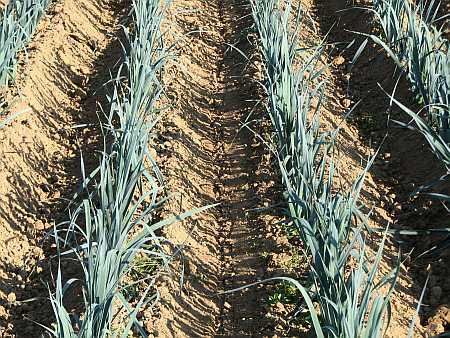 Onion Field near Brenig