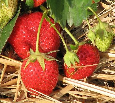 Strawberries near Sechtem