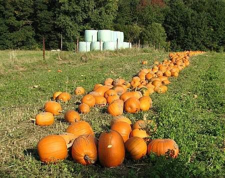 Pumpkin Field near Brenig
