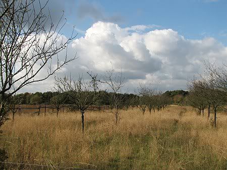 Landcsape west of Roisdorf