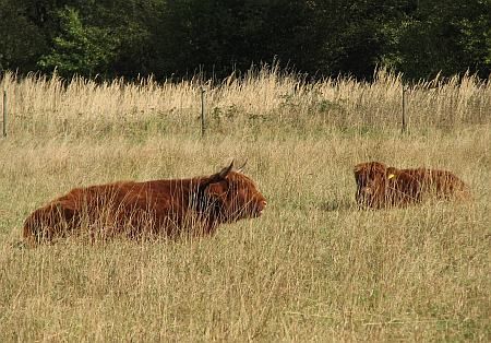 Animals west of Roisdorf