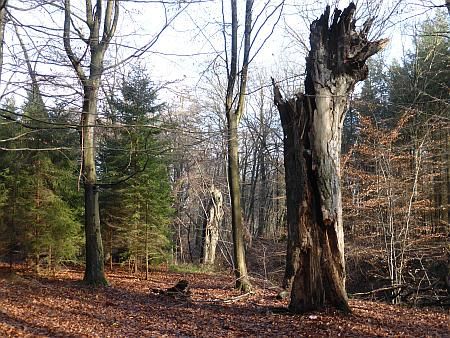 Tree Ruins near Kitzburger Muehle photo 30-Baumruinen_SW_Kitzburger_Muehle_zps86fbbd1e.jpg
