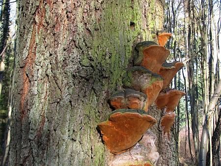 Fungus Tree Ville photo 37-Baumpilze_Wald_NE_Metternich_zpstx5rarq8.jpg