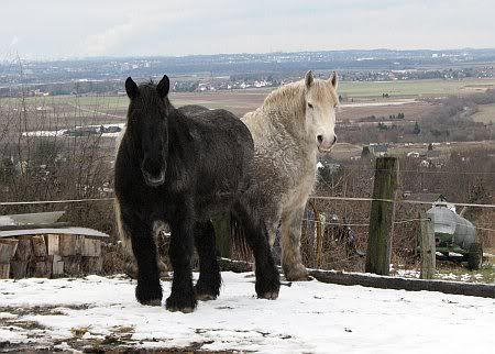 Horses