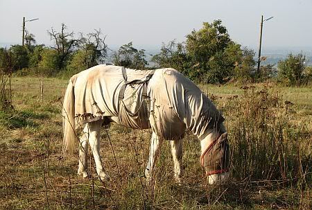 Horse near Uellekoven