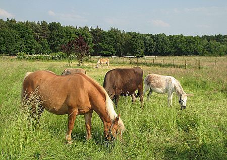 Horses Bornheim photo 41-Pferde_Ville_S_Bornheim_zps4661f2e2.jpg