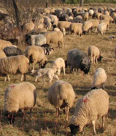 Sheeps at Weilerswist