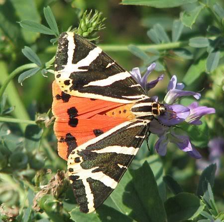 Jersey tiger moth at Leiten-Kopf