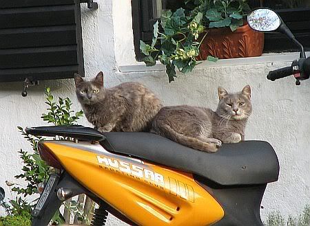 Cats in Hatzfeld