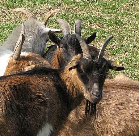 Goats Ahrenbachtal
