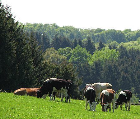 Cattle Kaltenbach photo 27-Rinder_Kaltenbach_zps52f35cca.jpg