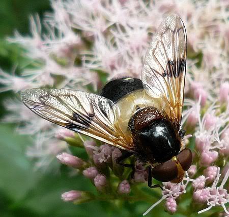 Insect near Gr&uuml;nscheid