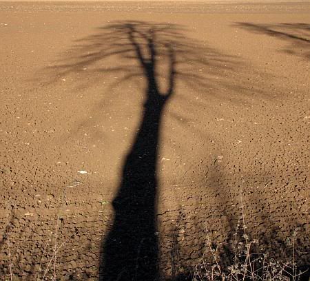 Shadow of Tree near Derkum