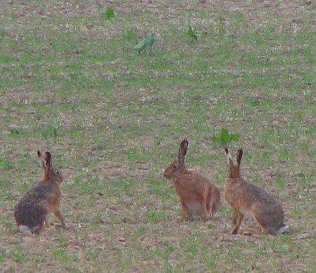 Rabbits near Blumental