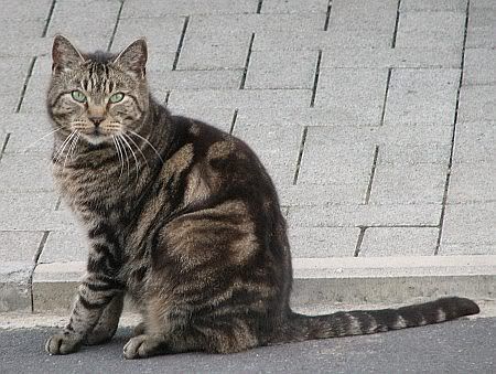 Cat Eschweiler