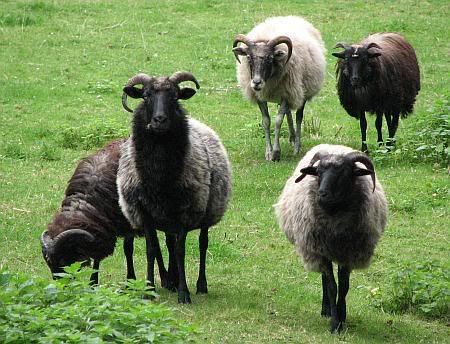 Sheeps Satzvey